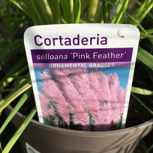 Cortaderia selloana Pampas Grass - Pink Feather