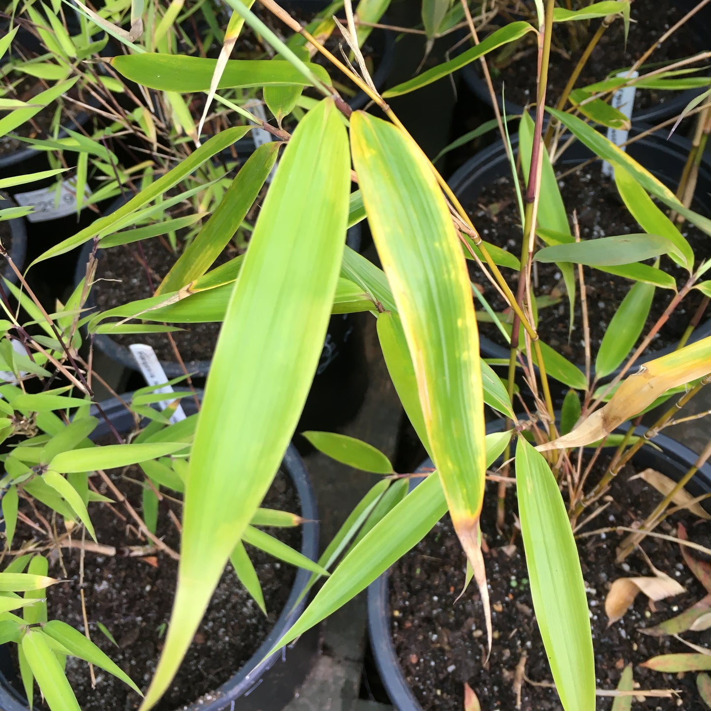 Fargesia robusta ‘Wolong’ - Bamboo 5L Pot