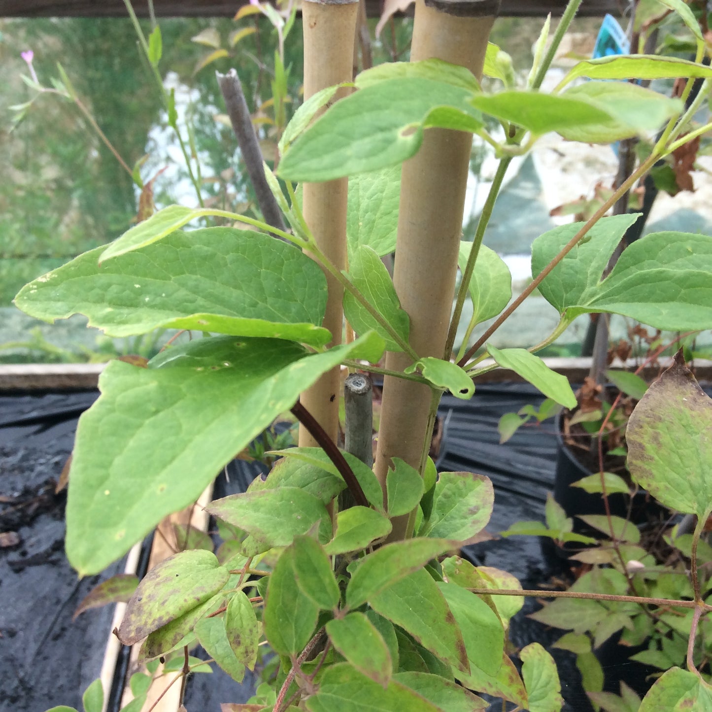 Clematis Rouge Cardinal Large 3L Climber Plant