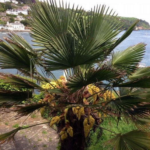 Trachycarpus Wagerianus - Palm Tree - UK Hardy - 10 Seeds