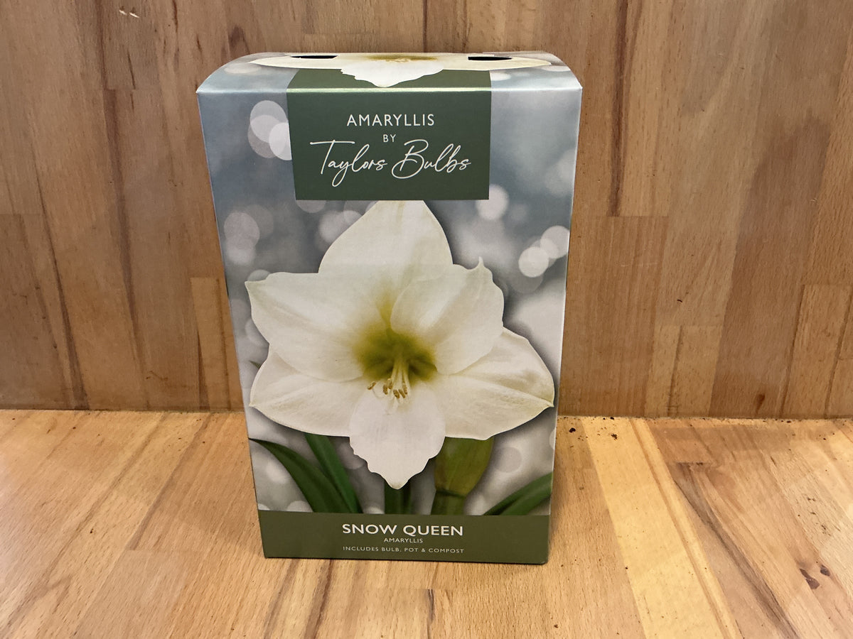 Amaryllis by Taylors