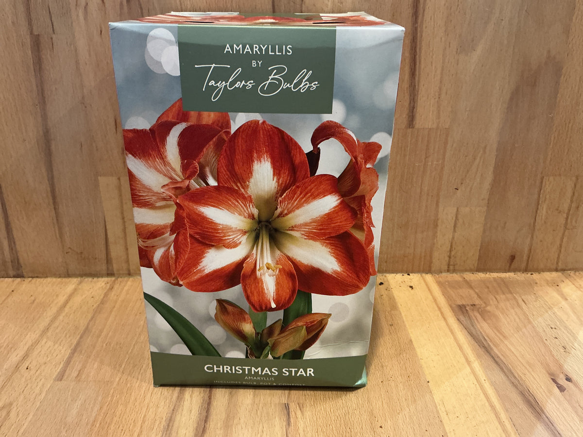 Amaryllis by Taylors