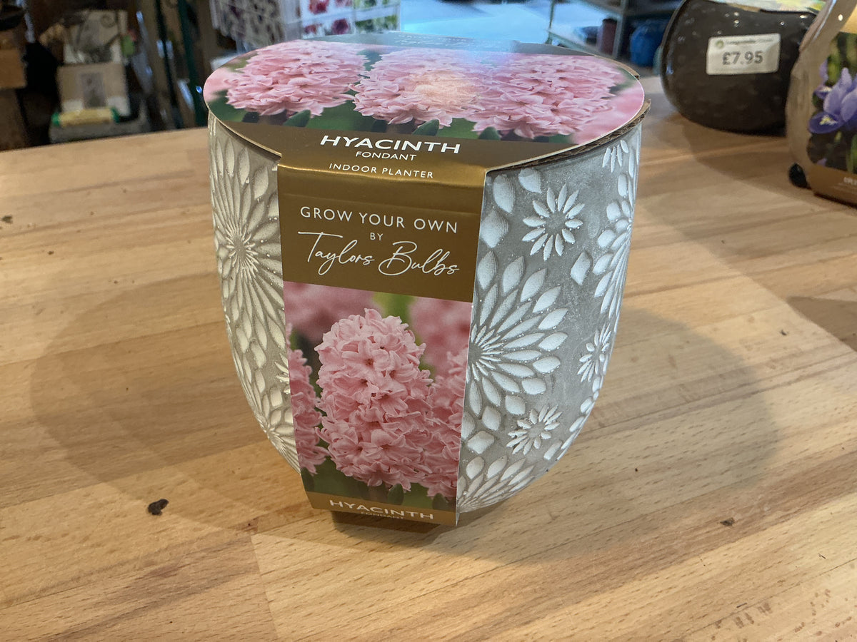 Taylors Bulbs Grow Your Own Range