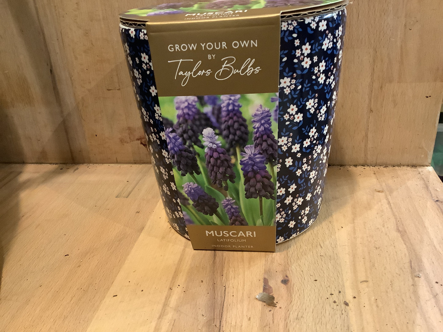 Taylors Bulbs Grow Your Own Novelty Planters