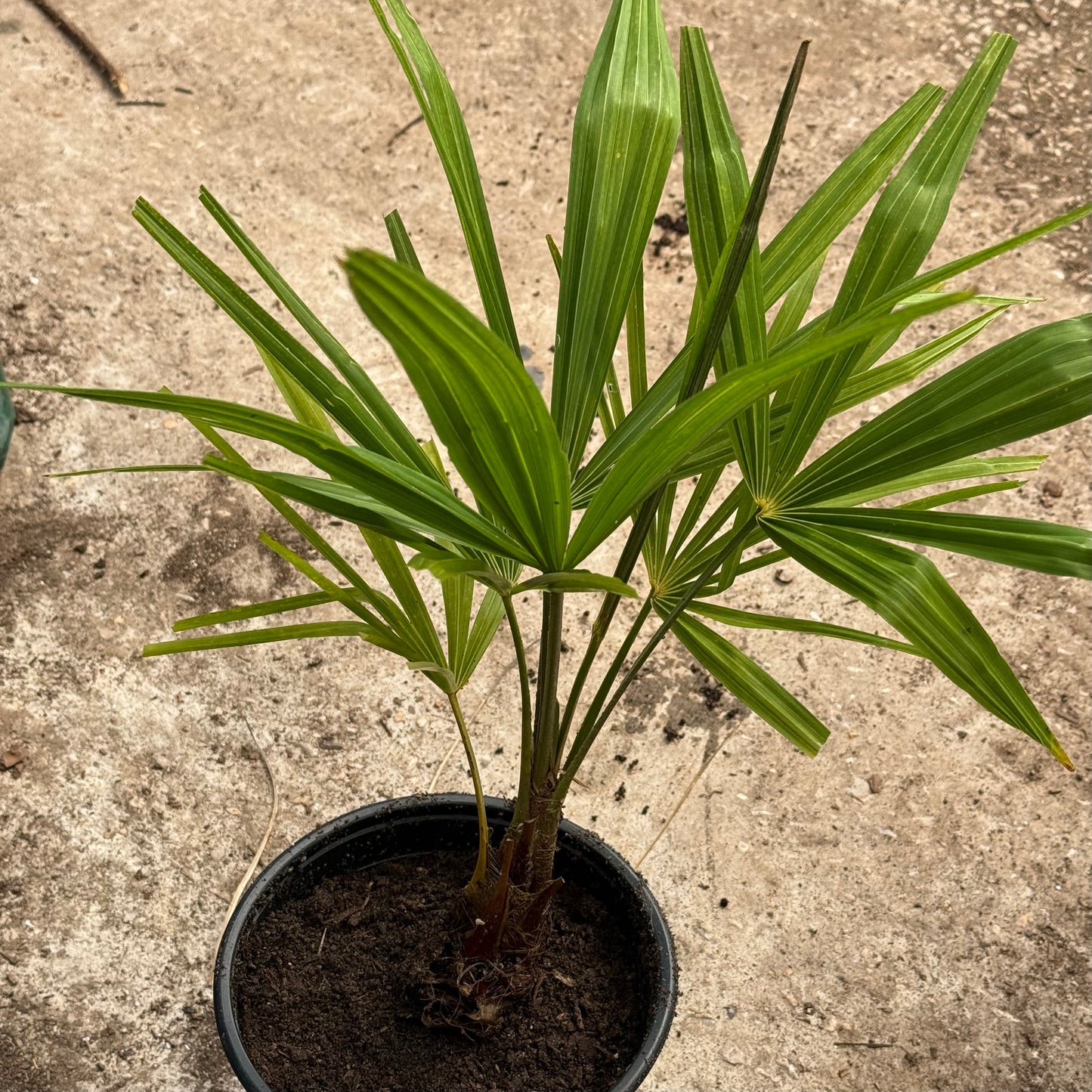 Trachycarpus fortunei - min 3L