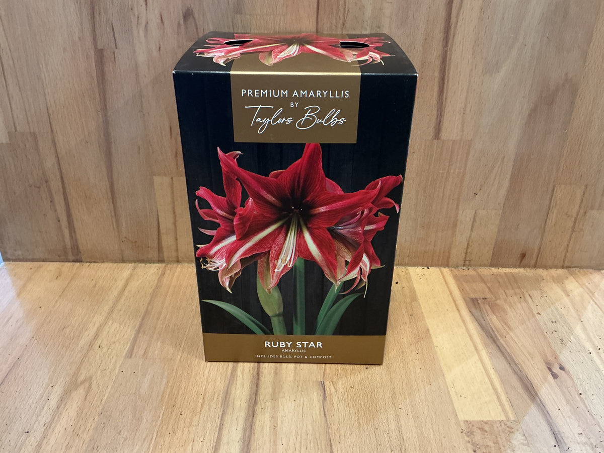 Amaryllis by Taylors