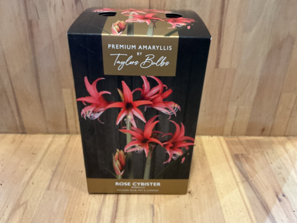 Amaryllis by Taylors