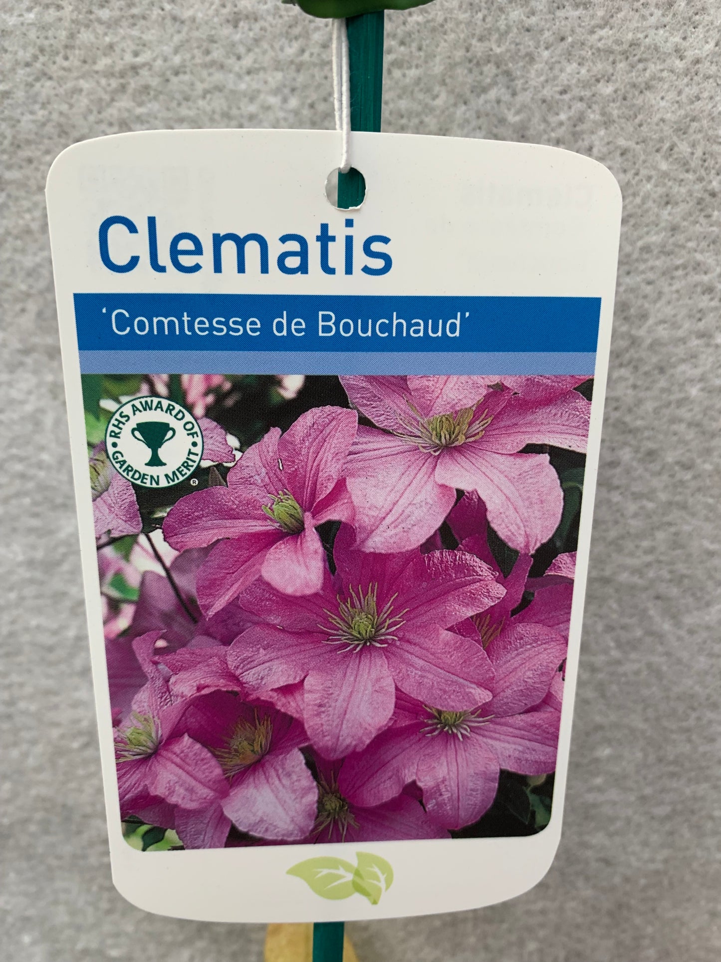 Clematis Comtesse de Bouchaud