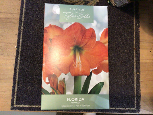 Amaryllis by Taylors