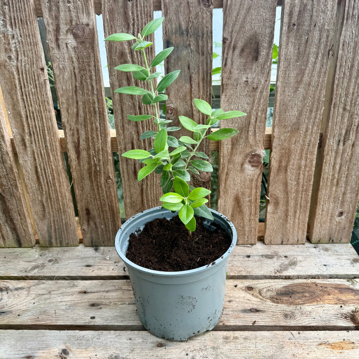 Metrosideros excelsa (Pōhutukawa)