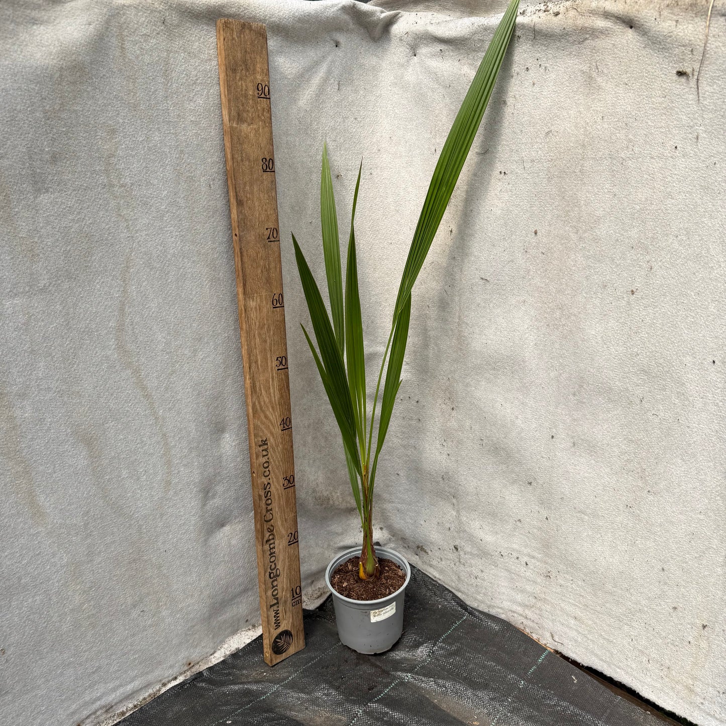 Butia odorata (capitata) - Jelly Palm