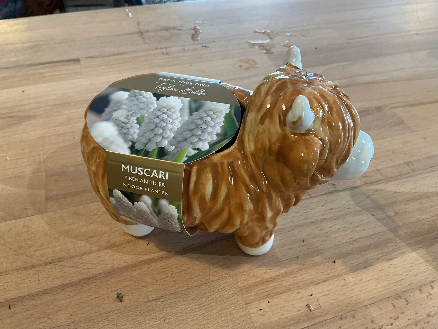 Taylors Bulbs Grow Your Own Novelty Planters