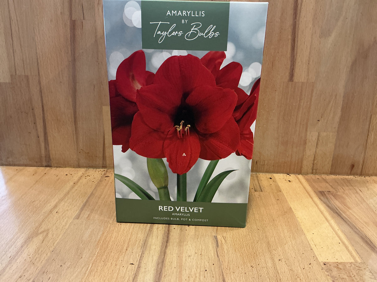 Amaryllis by Taylors