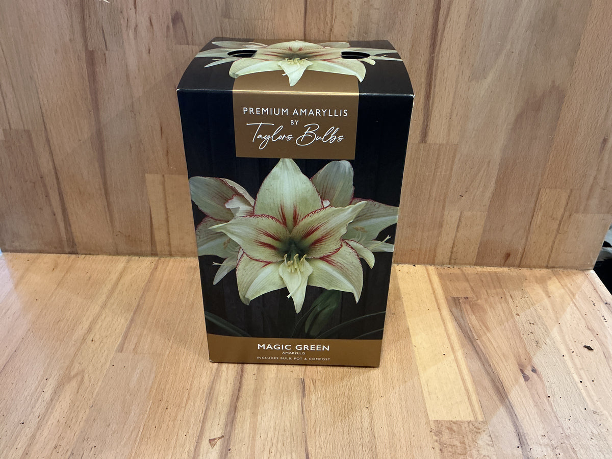 Amaryllis by Taylors