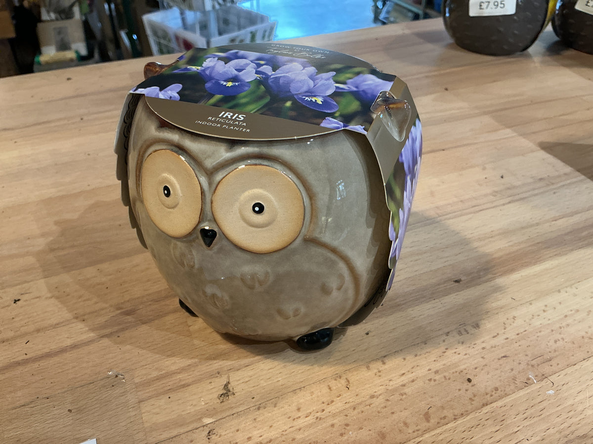 Taylors Bulbs Grow Your Own Novelty Planters