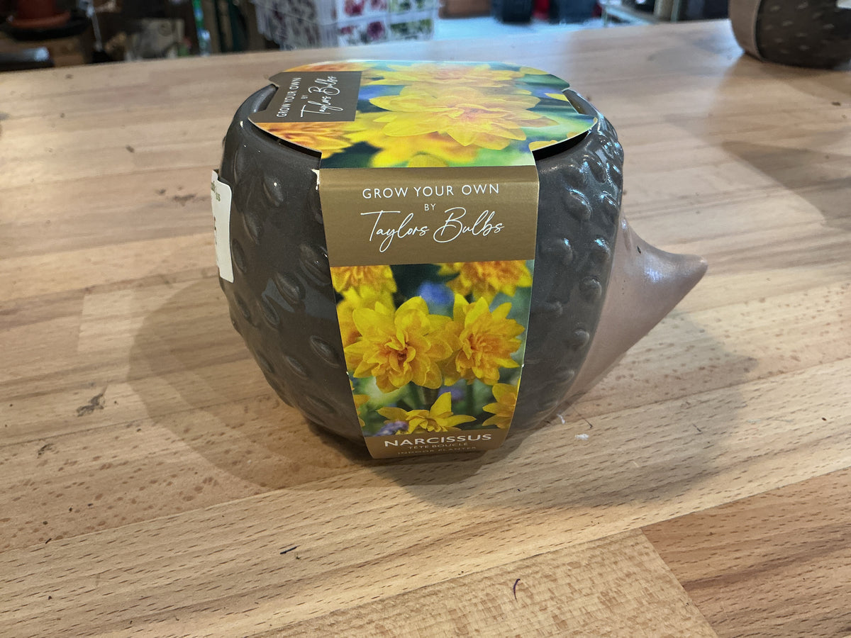 Taylors Bulbs Grow Your Own Novelty Planters