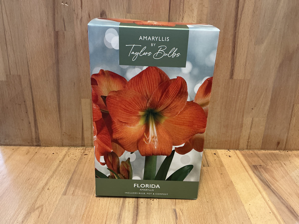 Amaryllis by Taylors