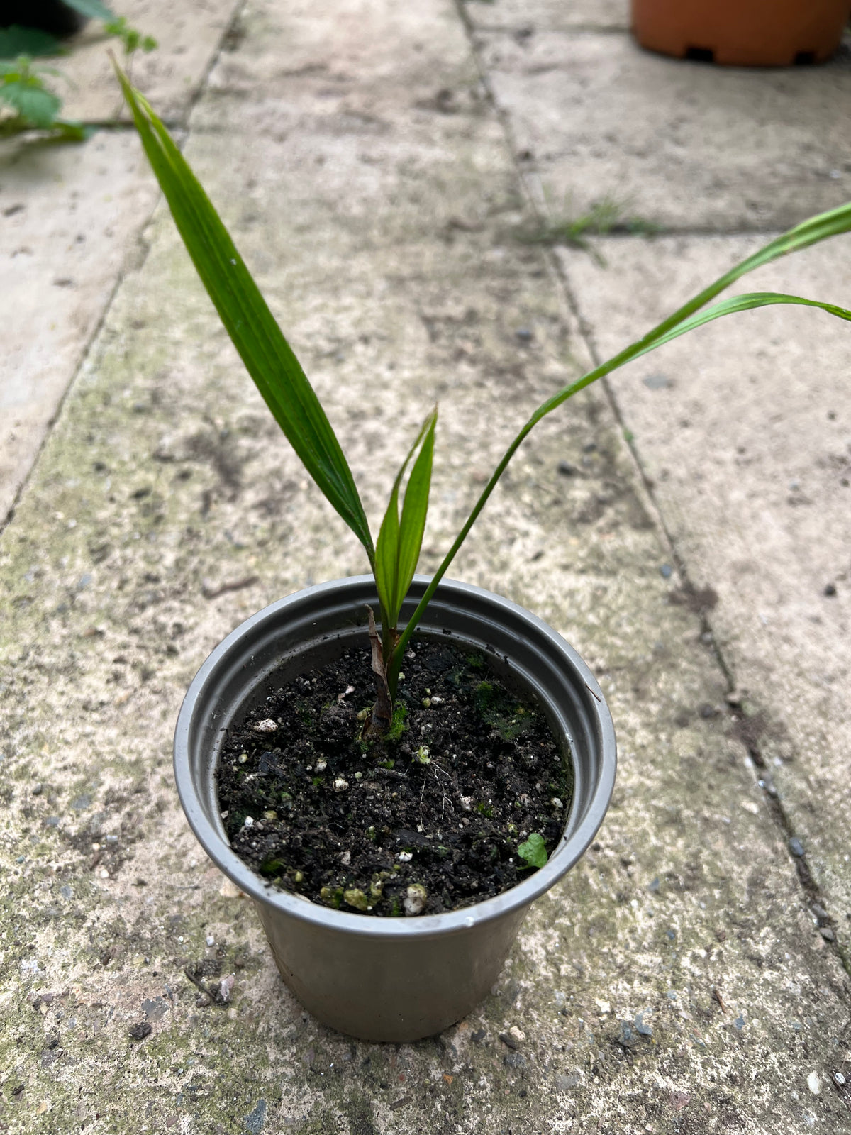 Rhopalostylis sapida - Nikau palm RARE