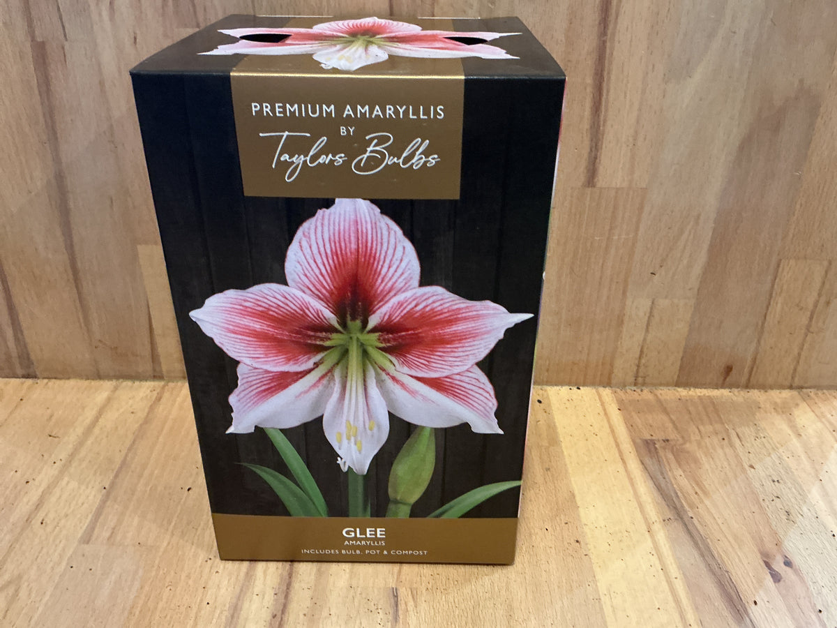 Amaryllis by Taylors
