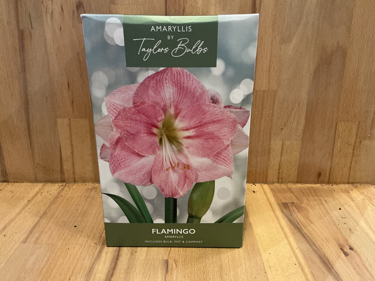 Amaryllis by Taylors