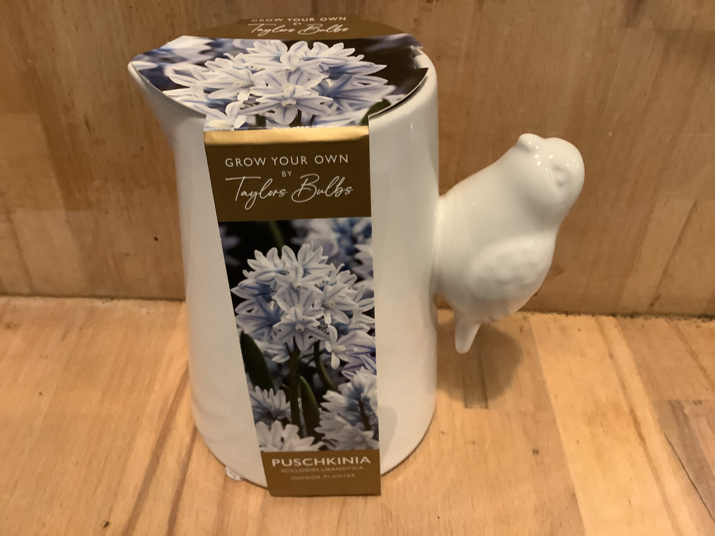 Taylors Bulbs Grow Your Own Novelty Planters