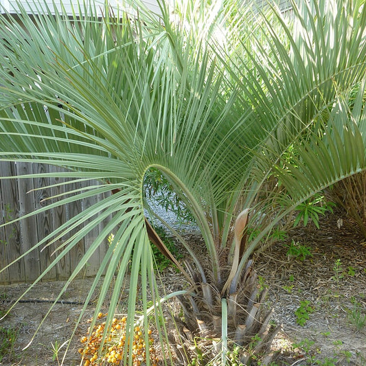 Butia odorata (capitata) - Jelly Palm