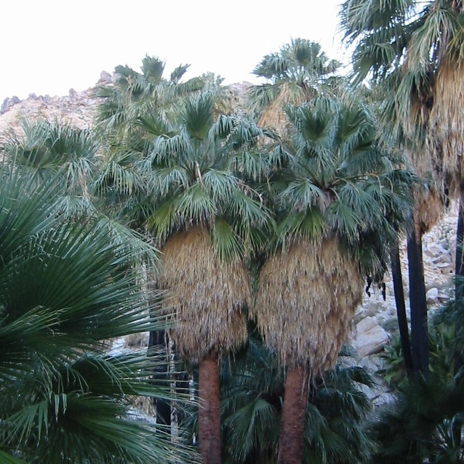 Washingtonia filifera  - Californian palm