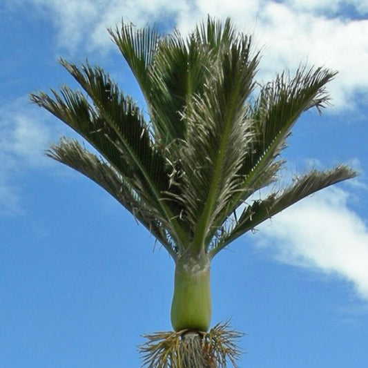 Rhopalostylis sapida - Nikau palm RARE