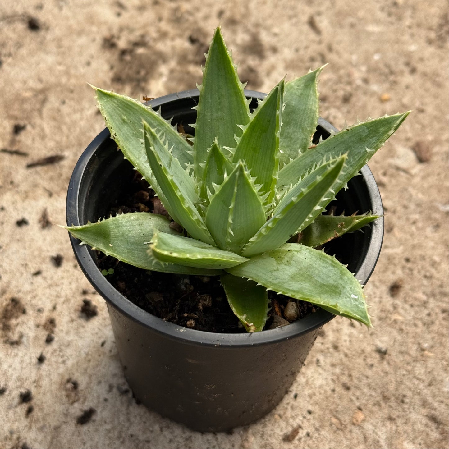 Aloe polyphylla - RARE - Spiral aloe