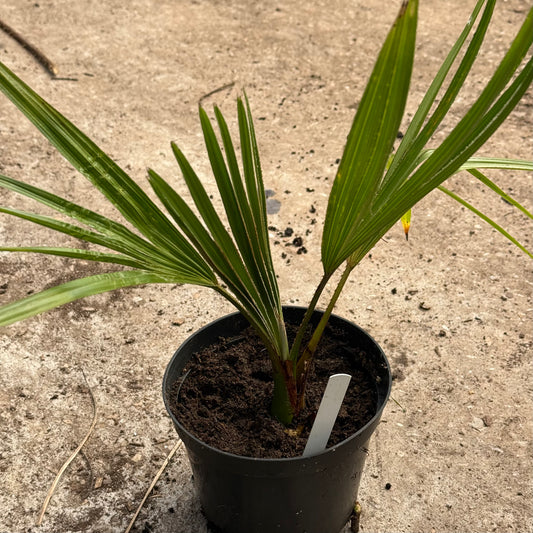 Livistona australis