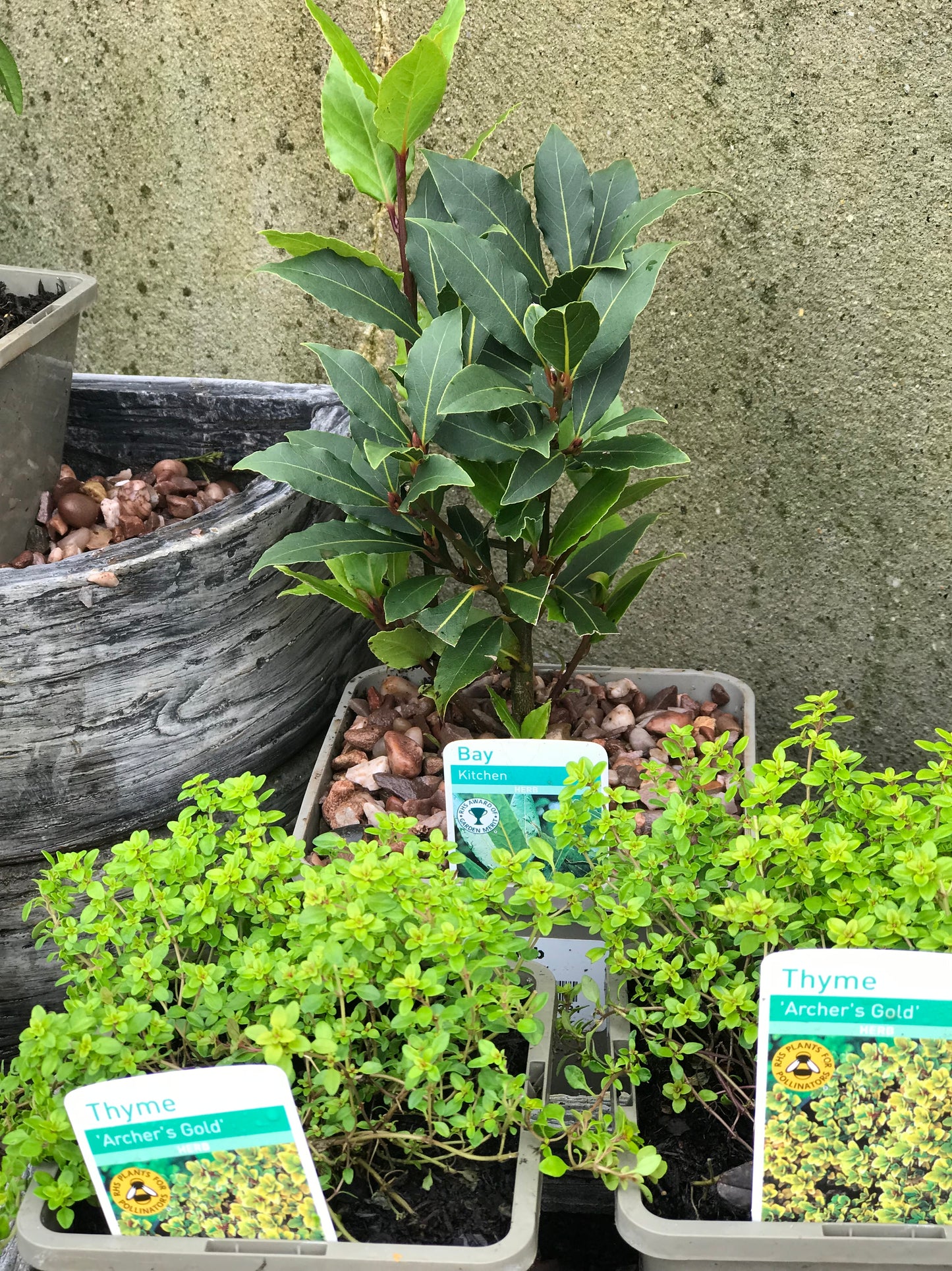 Bay tree - Laurus nobilis