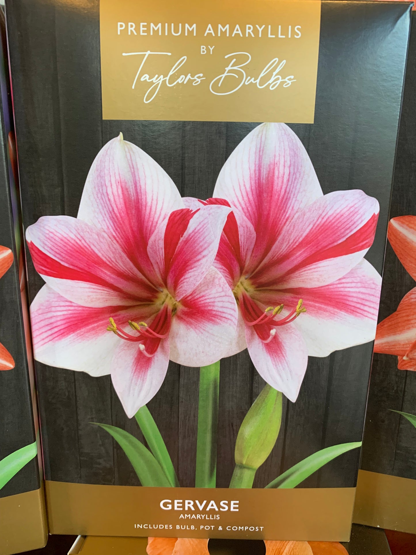 Amaryllis by Taylors