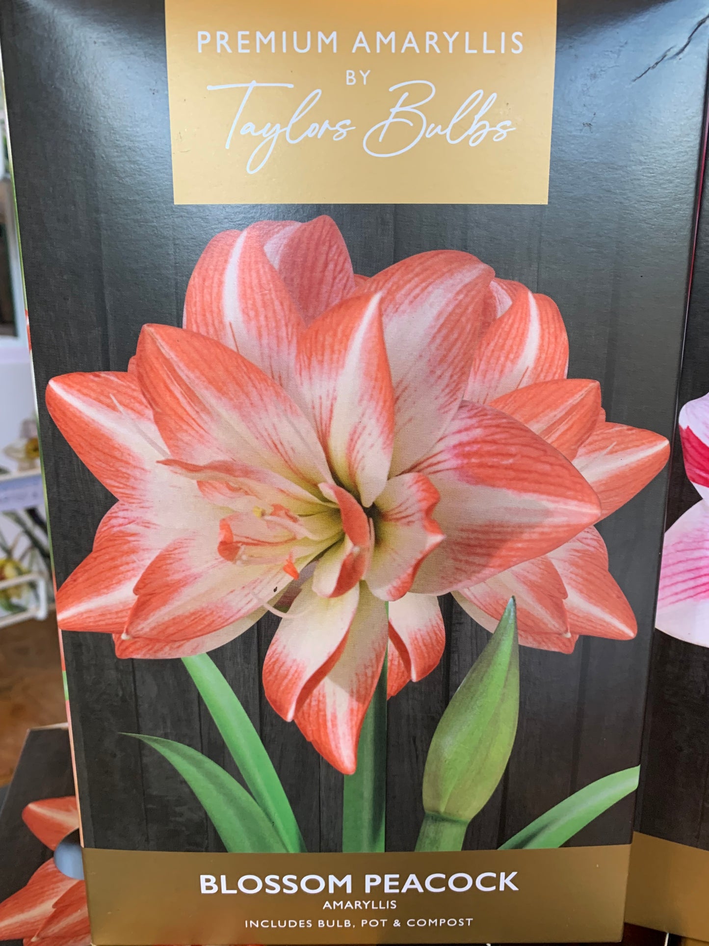 Amaryllis by Taylors