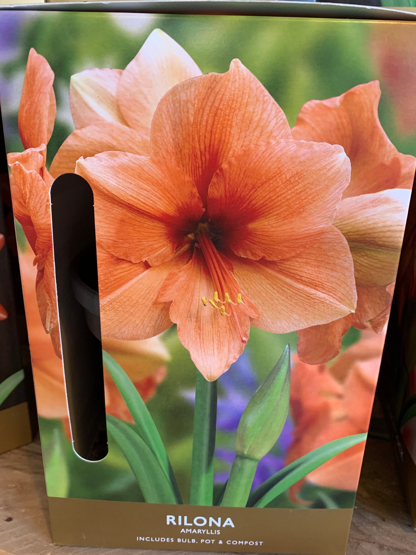 Amaryllis by Taylors