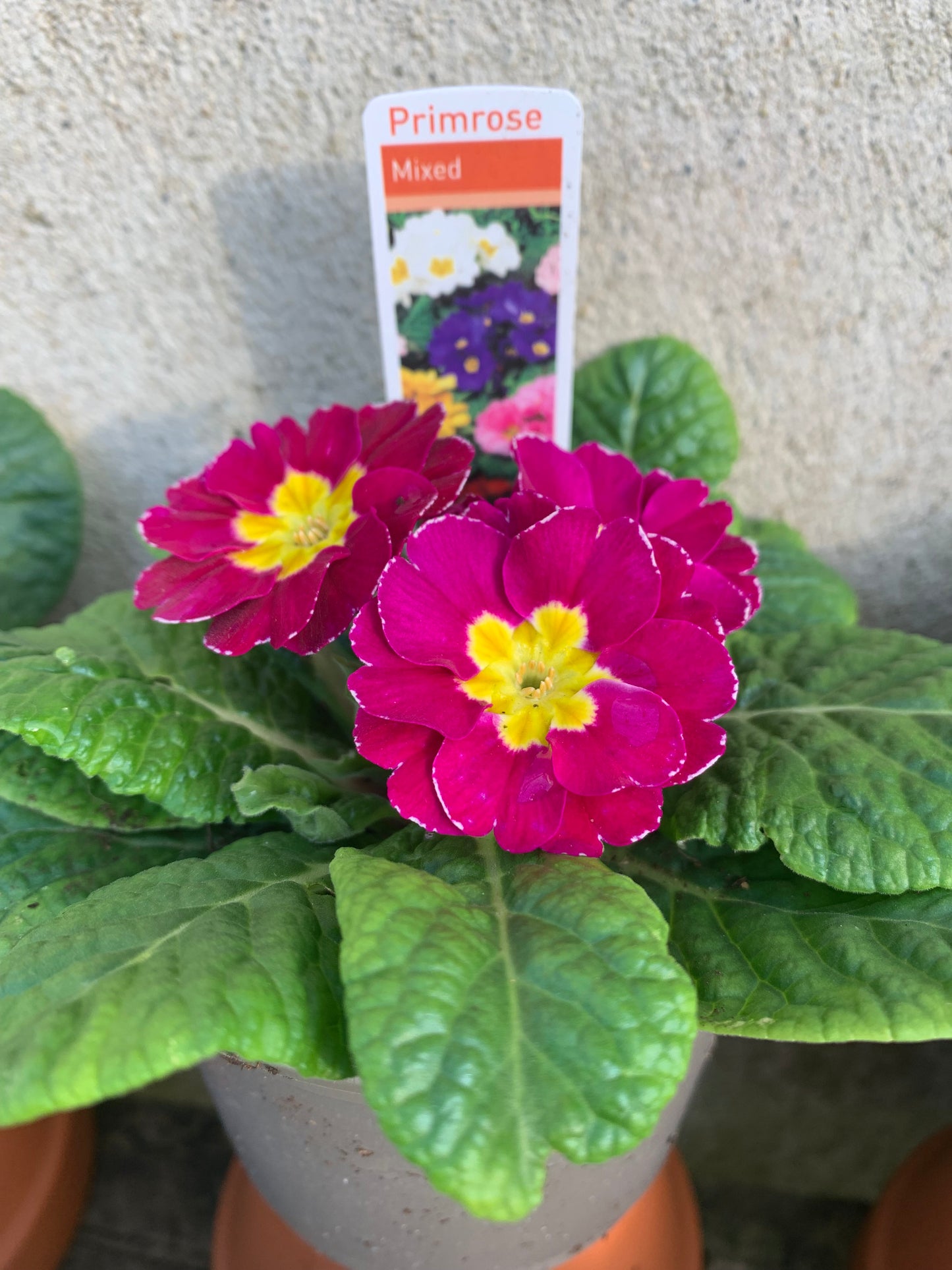 Polyanthus/Primrose