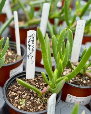 Cape Hottentot fig - Carpobrutus edulis all sizes