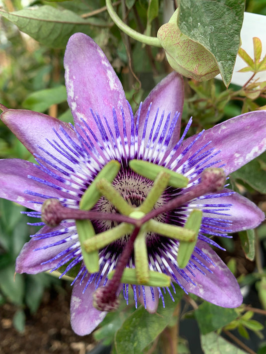 Passiflora Betty Myles Young 3L - Passion Flower