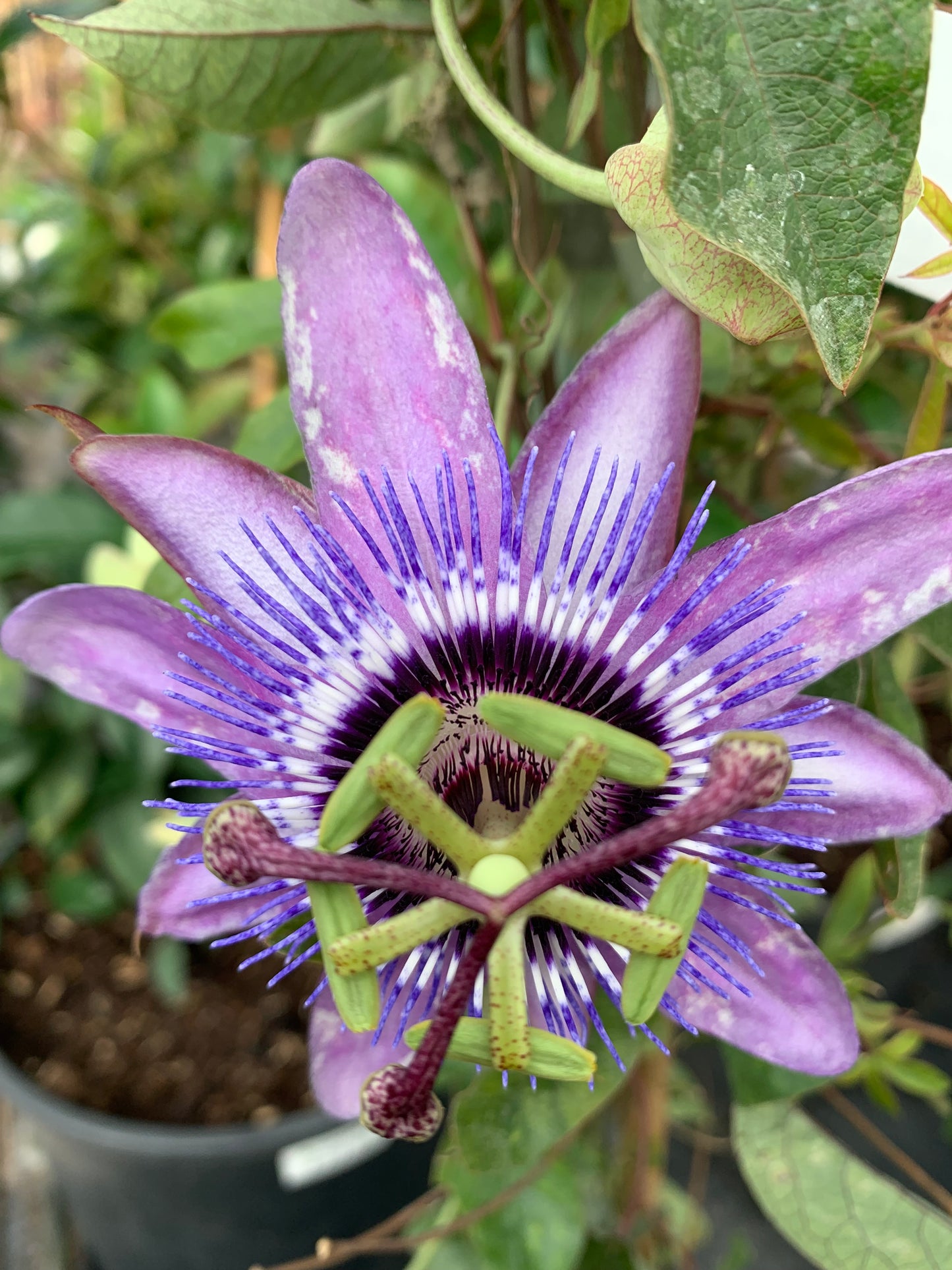 Passiflora Betty Myles Young 3L - Passion Flower