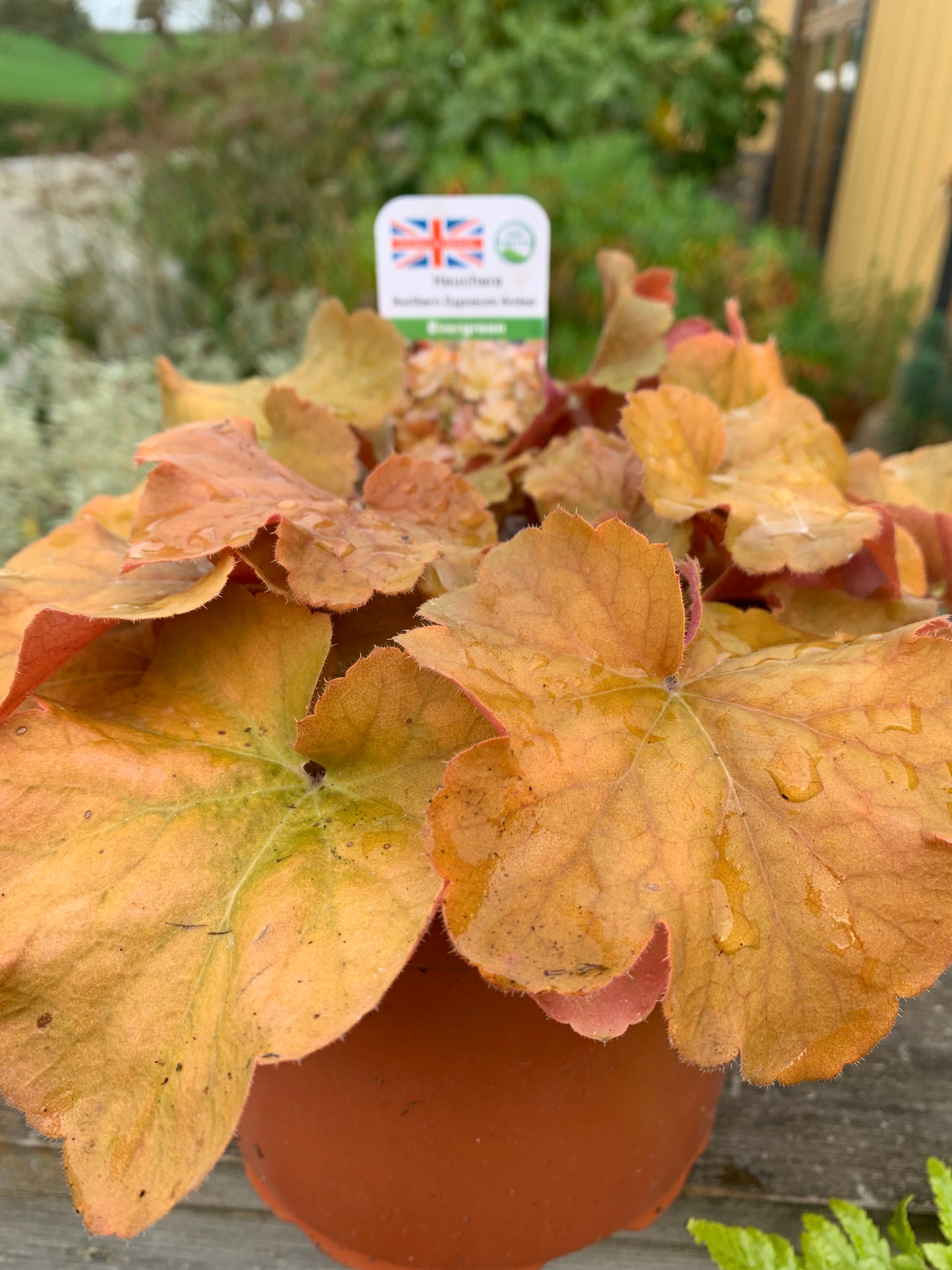Heuchera & Heucherellas - mixed varieties