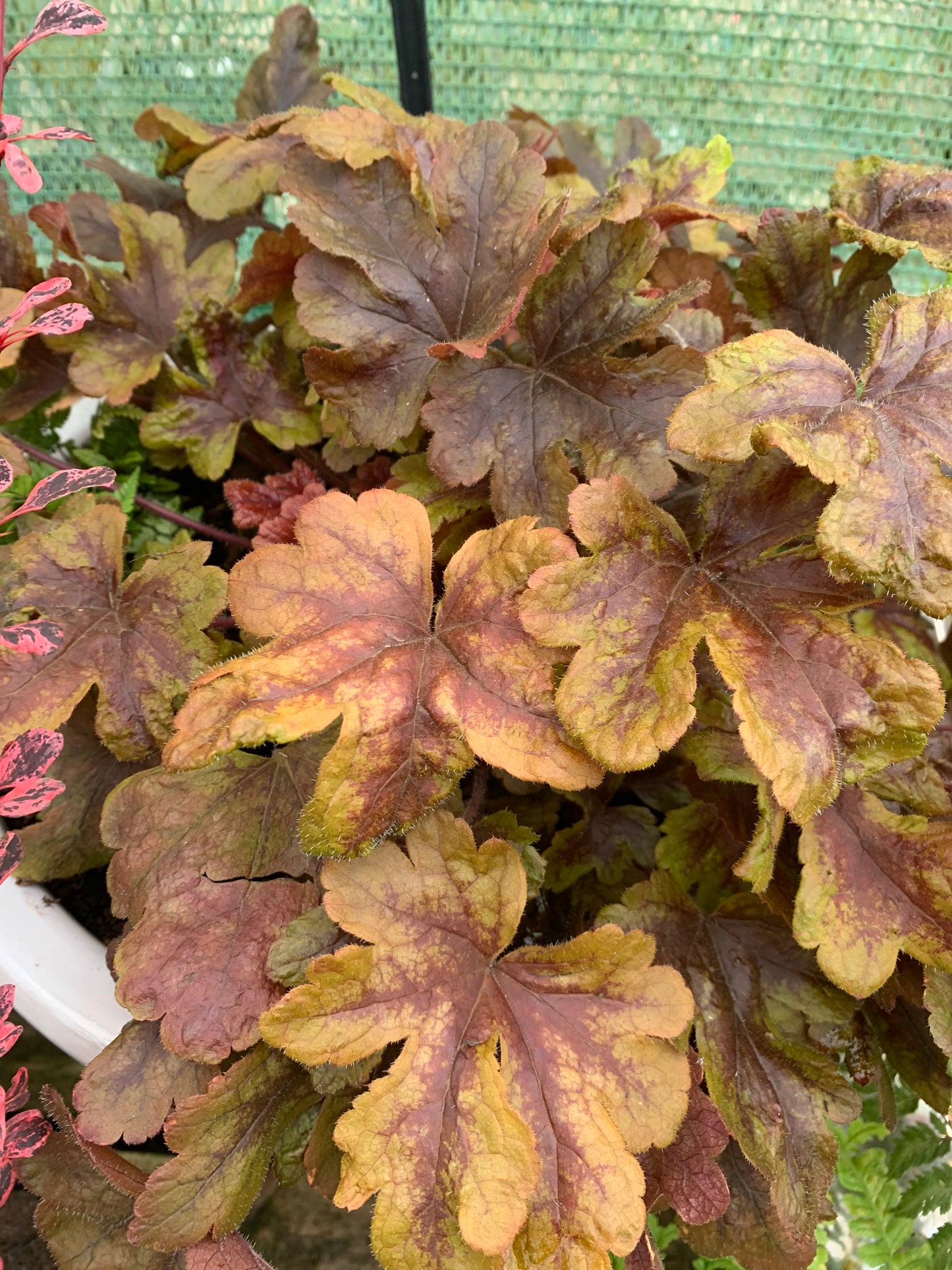 Heuchera & Heucherellas - mixed varieties