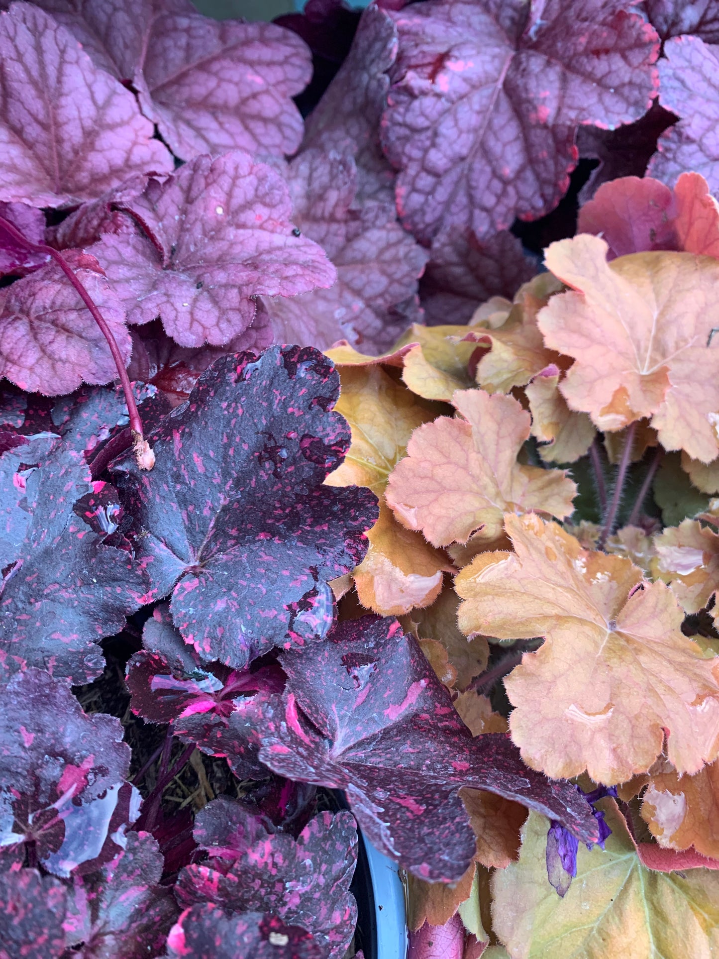 Heuchera & Heucherellas - mixed varieties