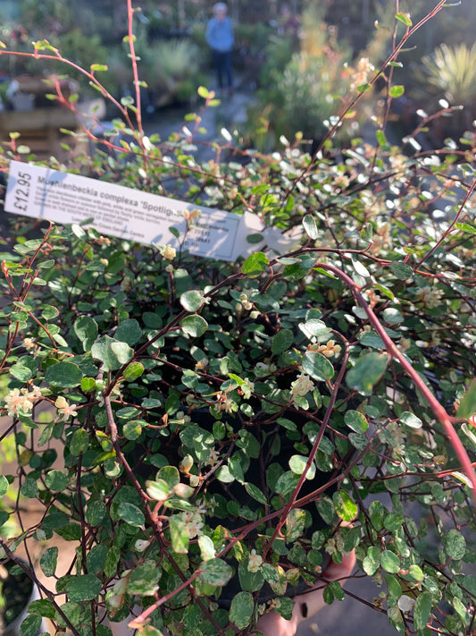 Muehlenbeckia complexa 'Spotlight' 2L