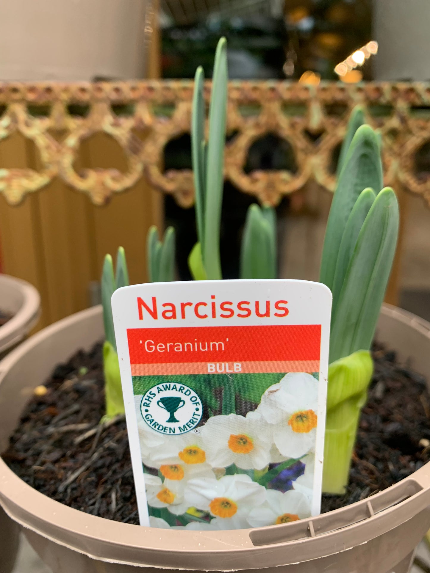 Daffodil Sir Winston Churchill & Geranium