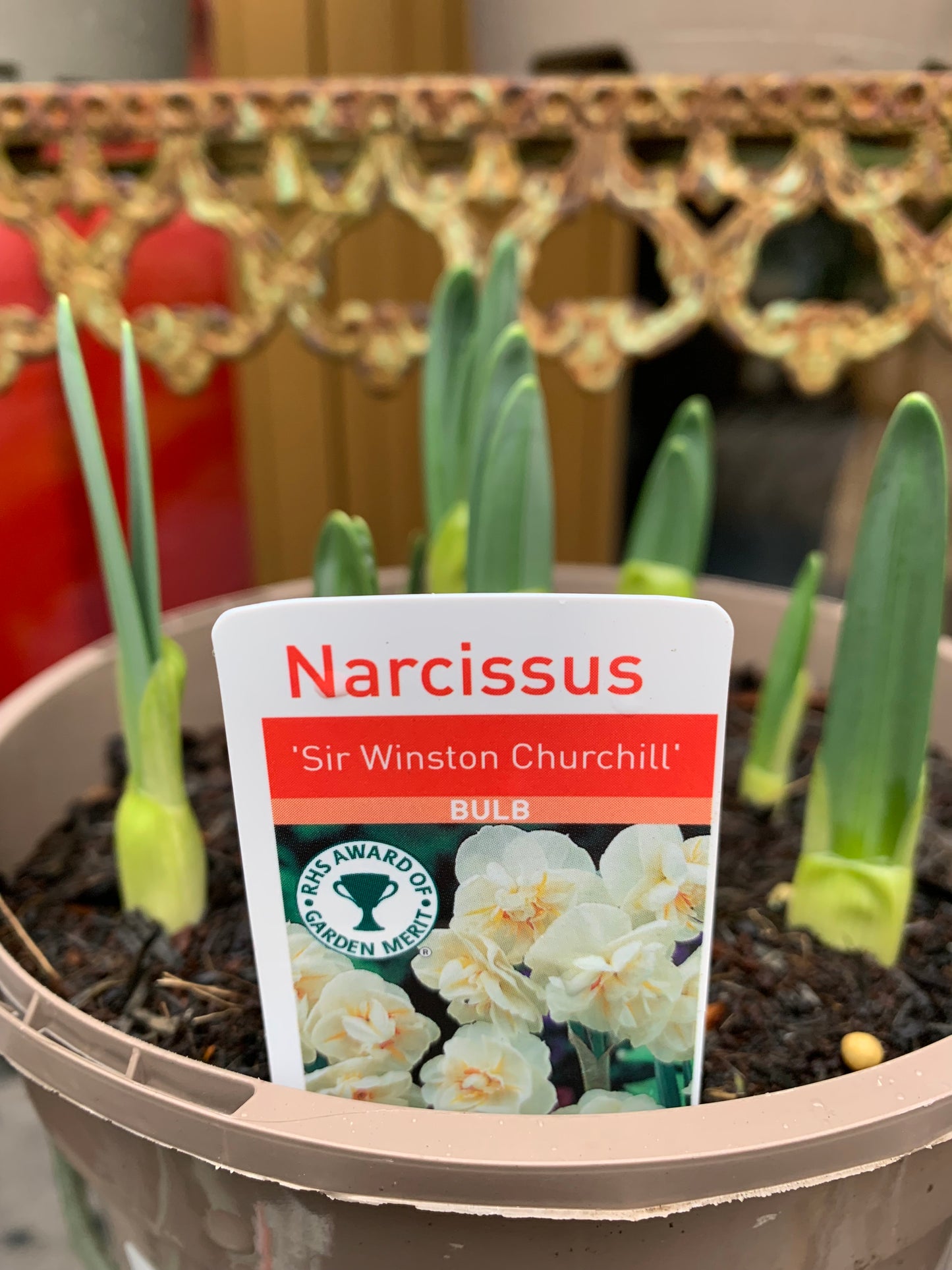 Daffodil Sir Winston Churchill & Geranium