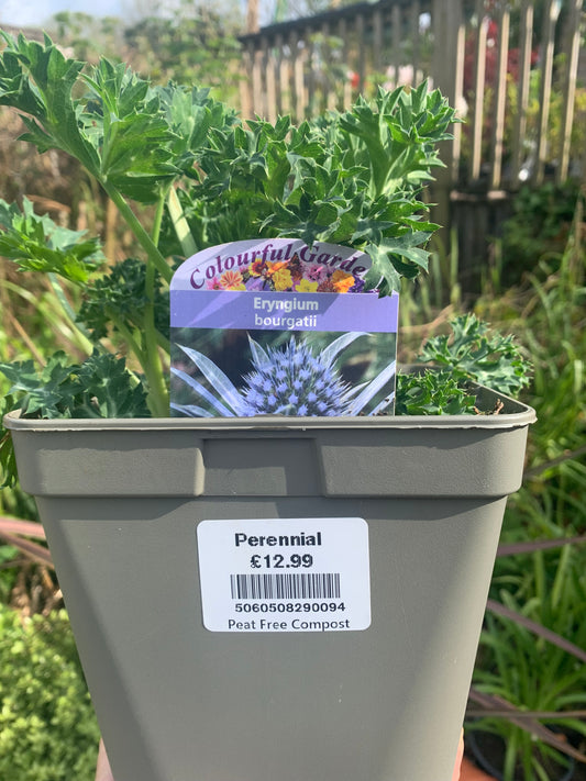Eryngium bourgatii 2/3L