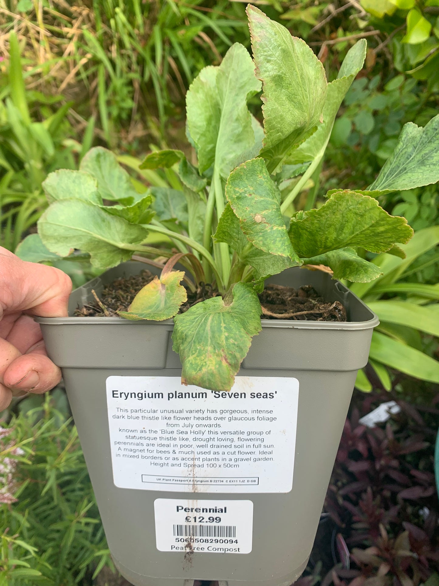 Eryngium bourgatii 2/3L