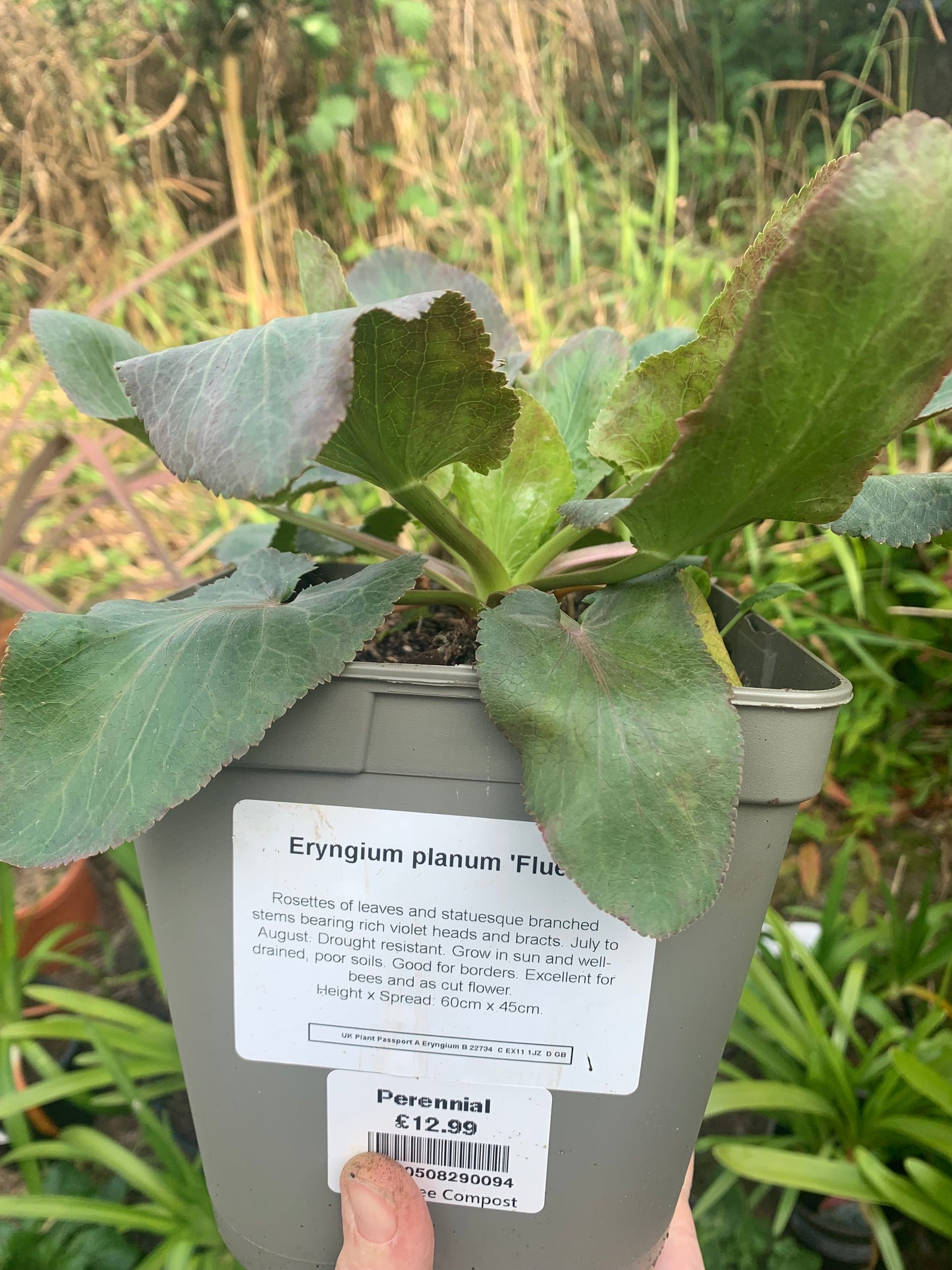 Eryngium bourgatii 2/3L