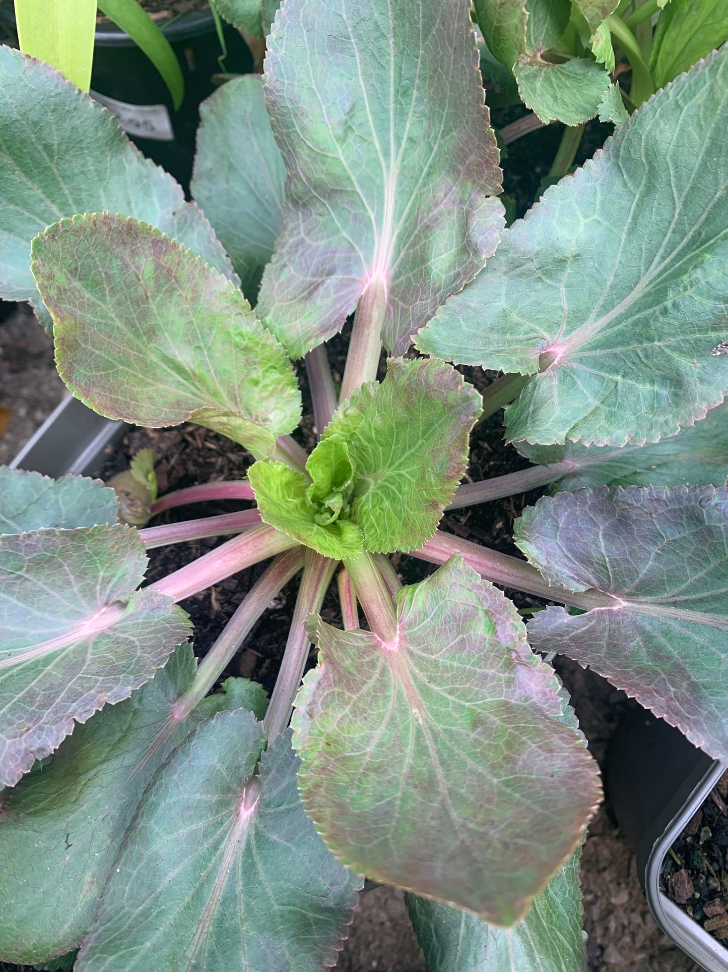 Eryngium bourgatii 2/3L