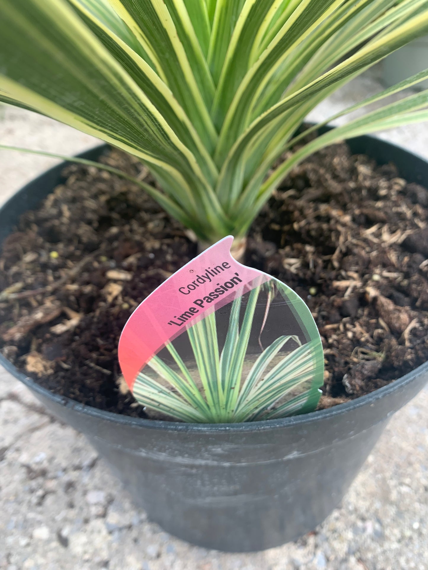 Cordyline Lime Passion