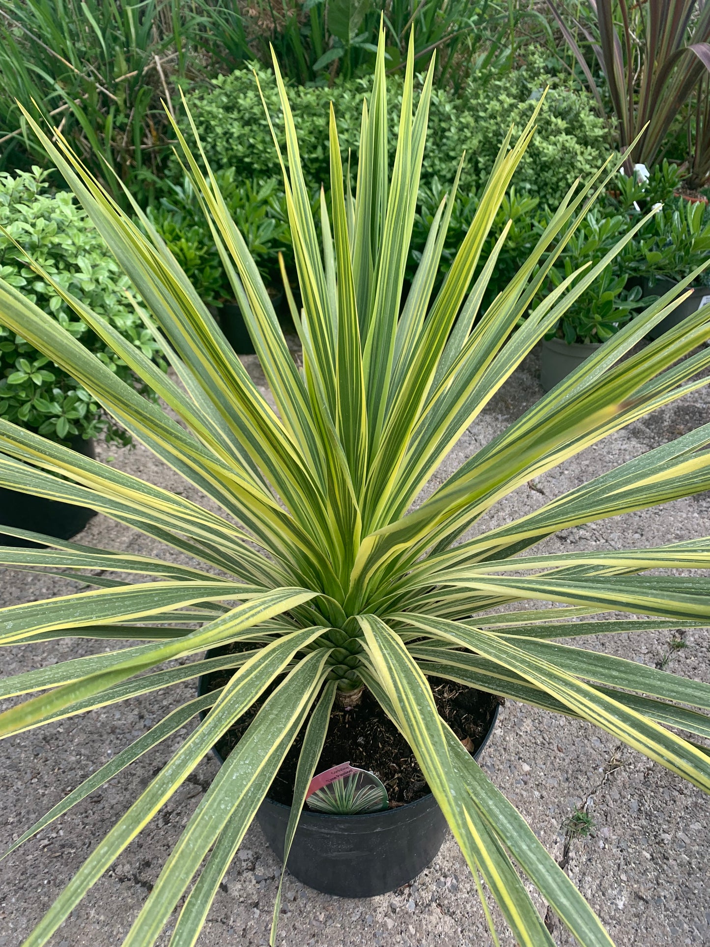 Cordyline Lime Passion